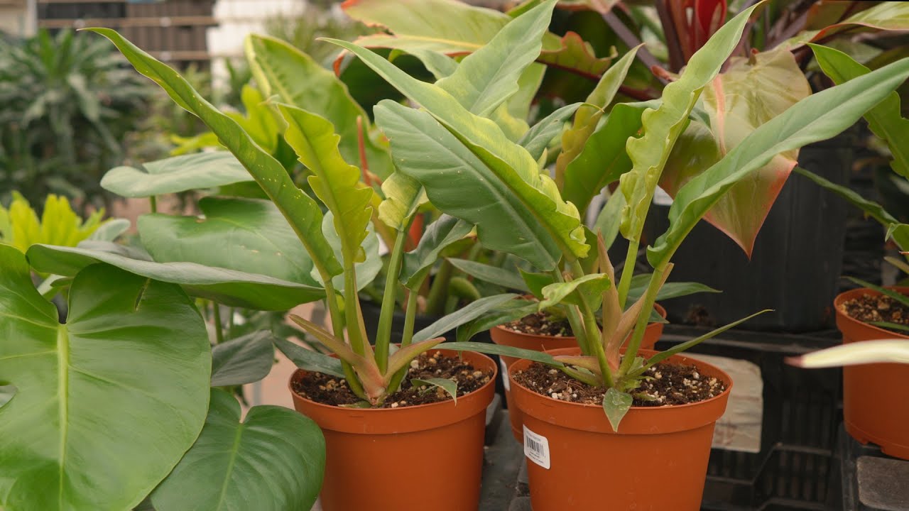 Philodendron Arrow @ greengate Garden Centres