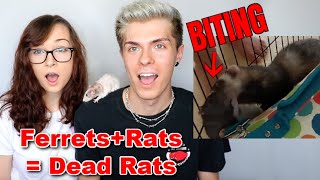 Reacting to SmellyBellyTvs Ferrets Attacking Their Rats @tylerrugge