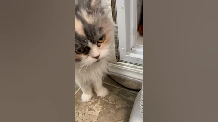 Watch the video about BESSY (fka BOSSY) female calico Persian cat for adoption!
