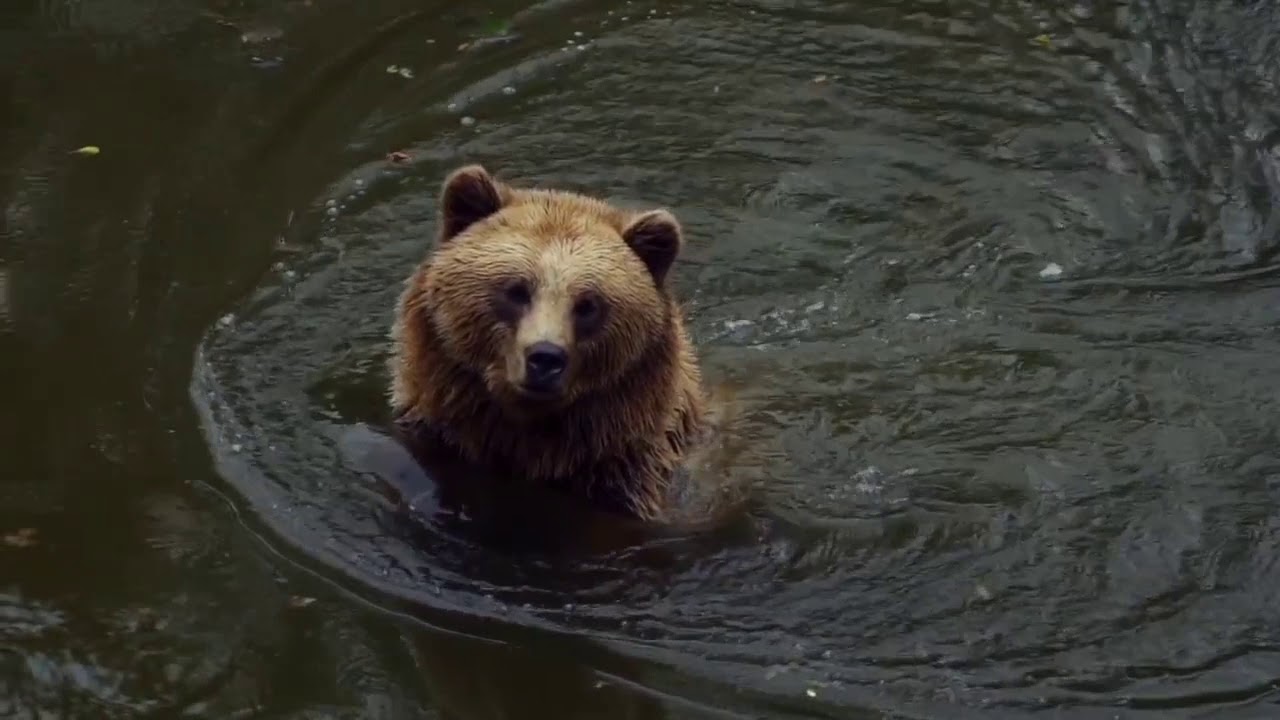 Relaxing Music with animals natural YouTube