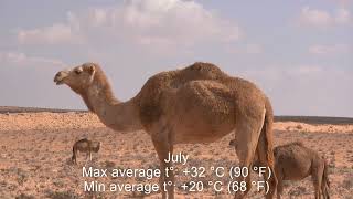 Seasons in Tunisia: Temperature and Climate by Month
