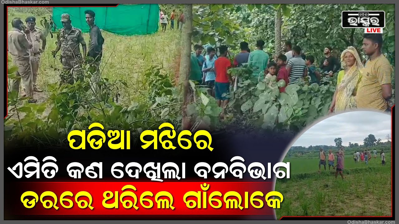 ପଡିଆ ମଝିରେ ଏମିତି କଣ ଦେଖିଲା ବନବିଭାଗ, ଘେରିଗଲେ ଗାଁଲୋକେ, ଡରରେ ଥରିଲା ସମସ୍ତେ...