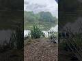 CARP TAKE!! 😮👀💥🎣 #carpfishing #stalkingcarp #carprun #Thorneyweir #fyp #carpfishingvideos