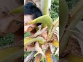 Perfect Cutting! Coconut Toddy Source #2 #satisfying