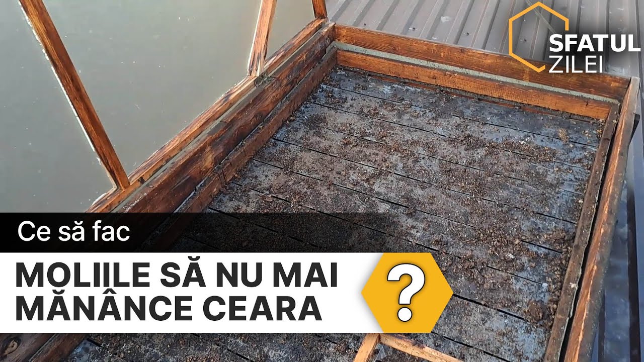 Ce sa fac pentru ca moliile sa nu mai mănânce ceara?