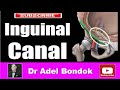 Inguinal canal and inguinal hernia dr adel bondok making anatomy easy