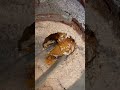 I Cut a Dead Branch… and Found a Carpenter Bee Nest Inside!