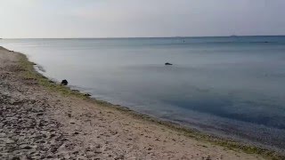 видео курорт Коблево