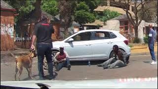 NoJack BabyBeast (Wolf) and K9 Kyra in action