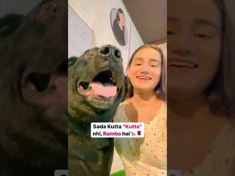 Saada Kutta Kutta Nai RAMBO Ah Funny 