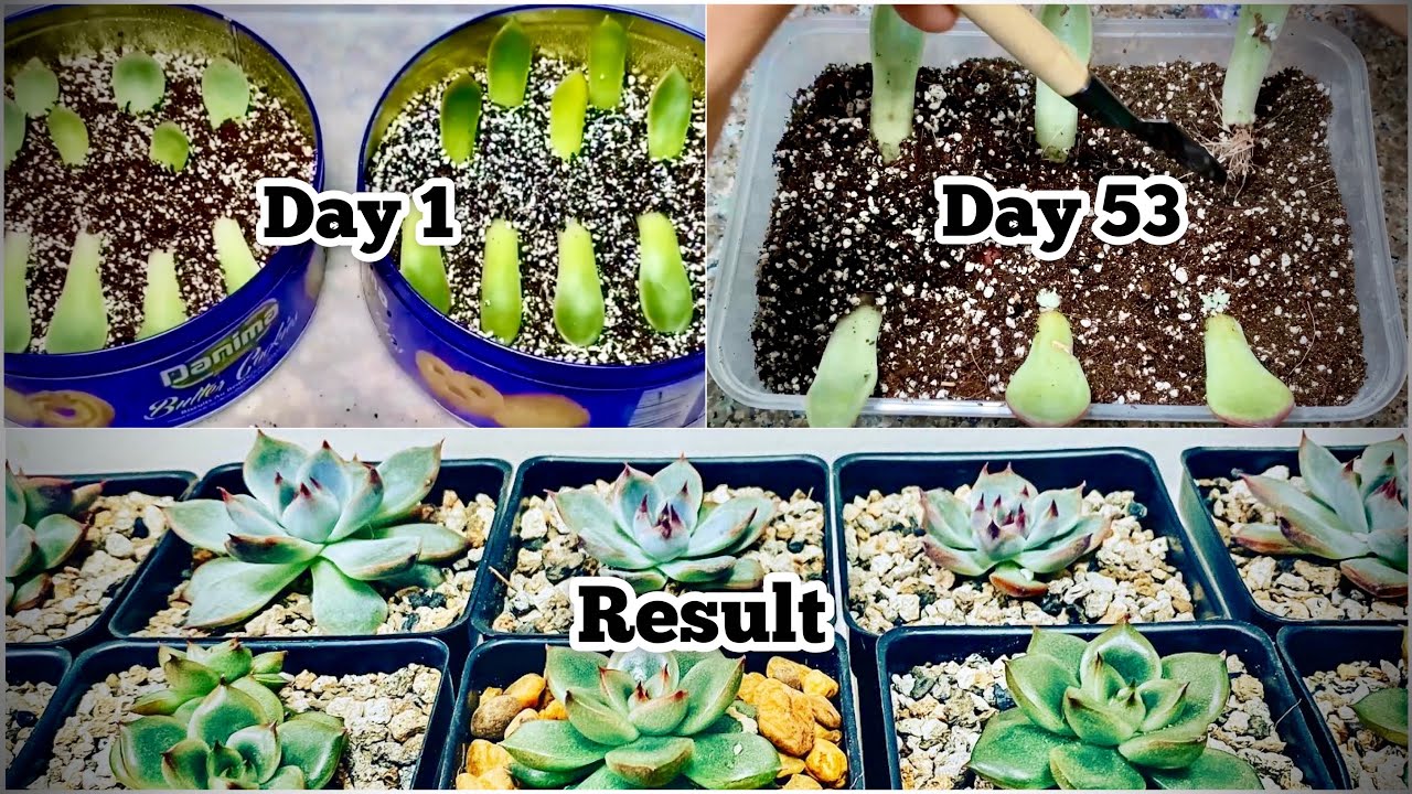 How To Propagate Succulents From Leaves in Soil and Water?