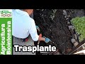 CONSEJOS para realizar 🌱🌱TRASPLANTES en una huerta biointensiva – Parte 8-11