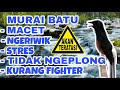 Murai Batu Langsung Emosi Buktikan Sendiri Mp3 - Mp4 Download