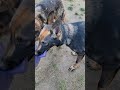 hanging out with the puppies