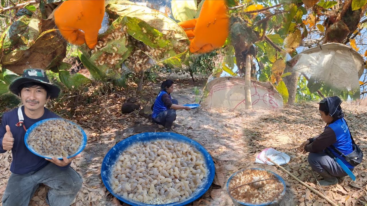 อลังการสุดๆ!!แหย่ไข่มดแดงไข่ต่งๆไข่แน่นๆเต็มรัง หมายเดียวได้เต็มถาด