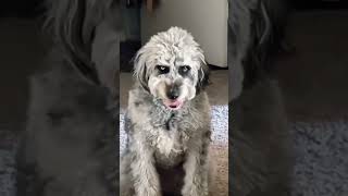 Funny moments of animals #petshorts #animalfailsfunny #animals being derps #funny pet fails
