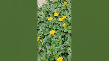Thumbnail of Merigold family/Sphagneticola trilobata, commonly known as the Bay Biscayne creeping #flowers #short
