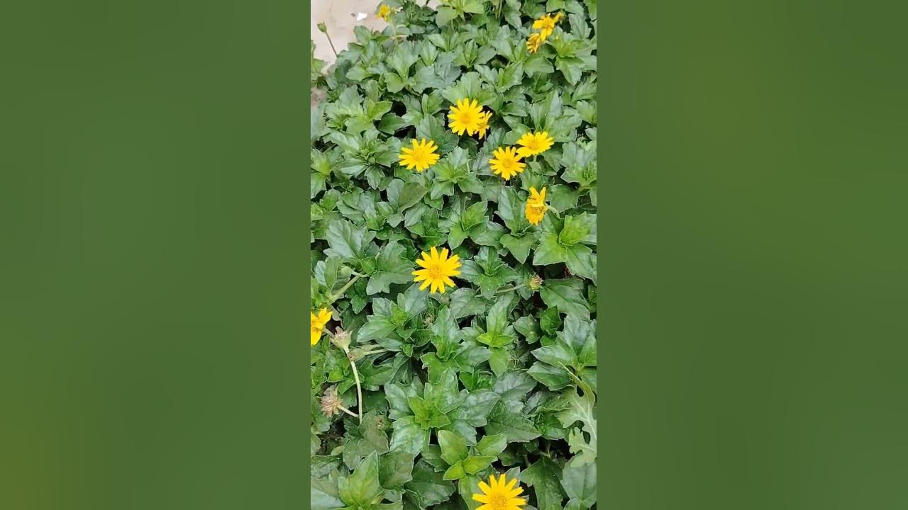 Merigold family/Sphagneticola trilobata, commonly known as the Bay Biscayne creeping #flowers #short