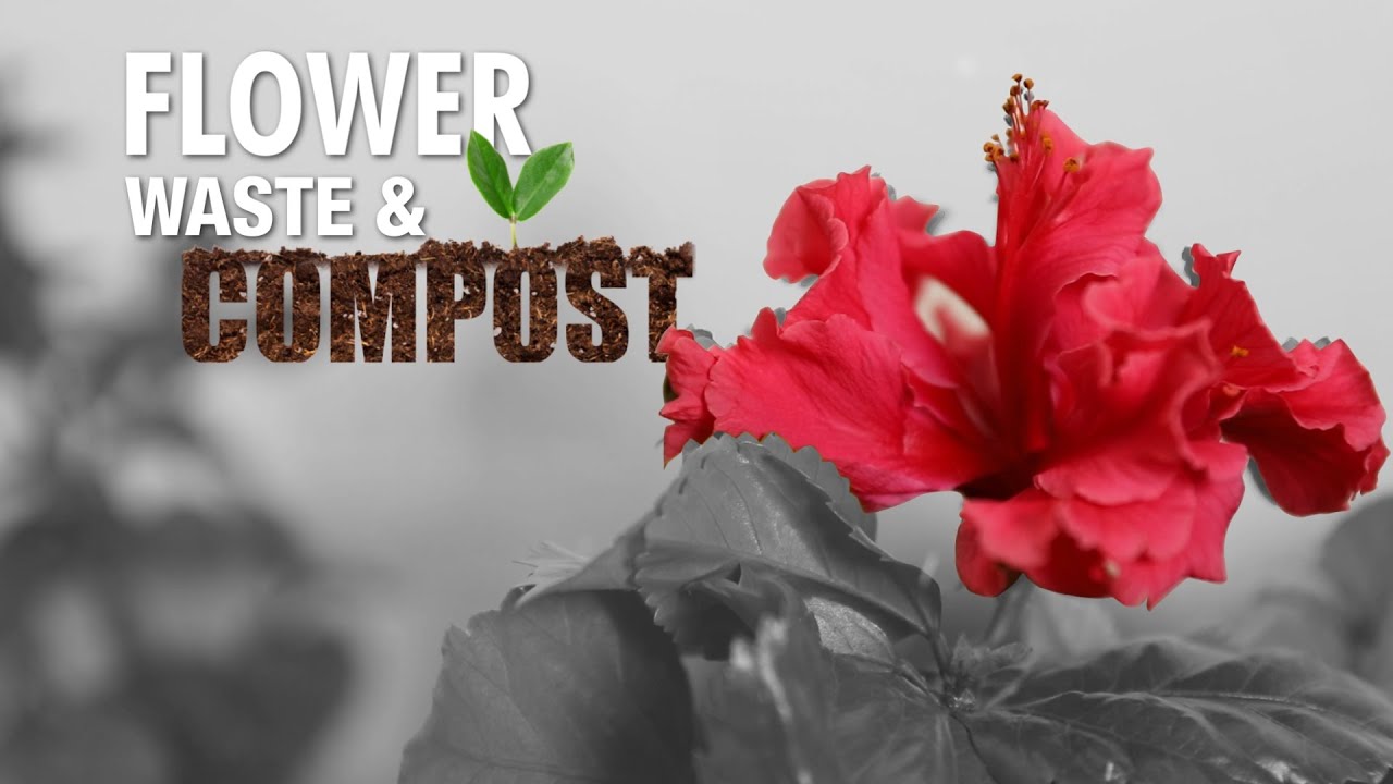 International Flower Day Flower, Waste & Compost The Journey YouTube