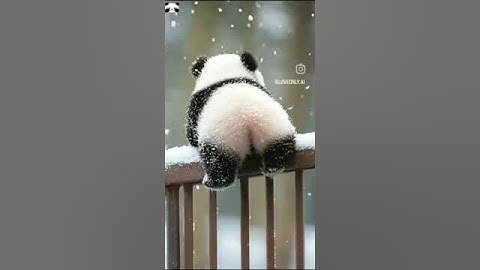 "Lazy Panda’s Day Off – Too Cute to Handle!" #panda #animals #aivideo