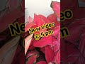 new video @5 pm. @surumi sakkeer. #aglonima #shorts #viralvideo