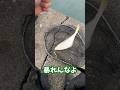 平べったいアイツを釣って食う #shorts #釣り