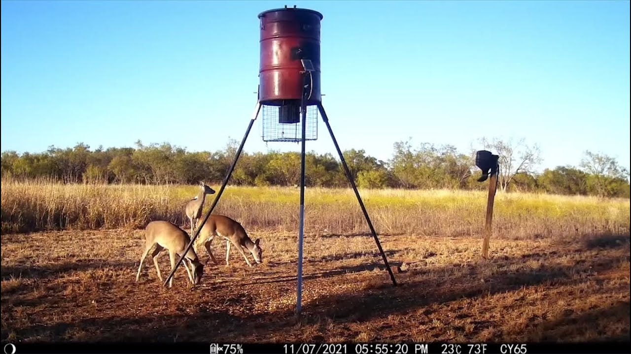 Real Shooting by CY65 WiFi Trail Camera