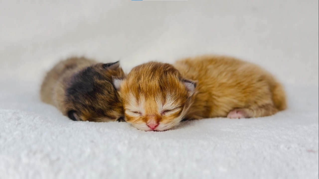 Newborn Golden Kittens Meowing | Cutest Kittens