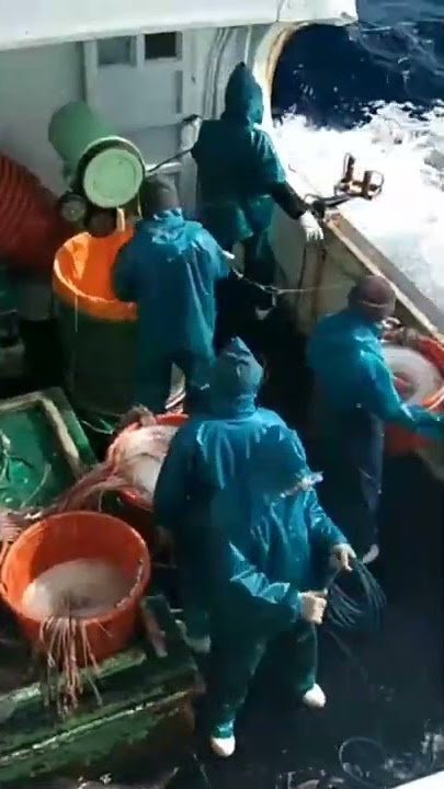 proses memancing di kapal ikan longline taiwan 'HAULING'