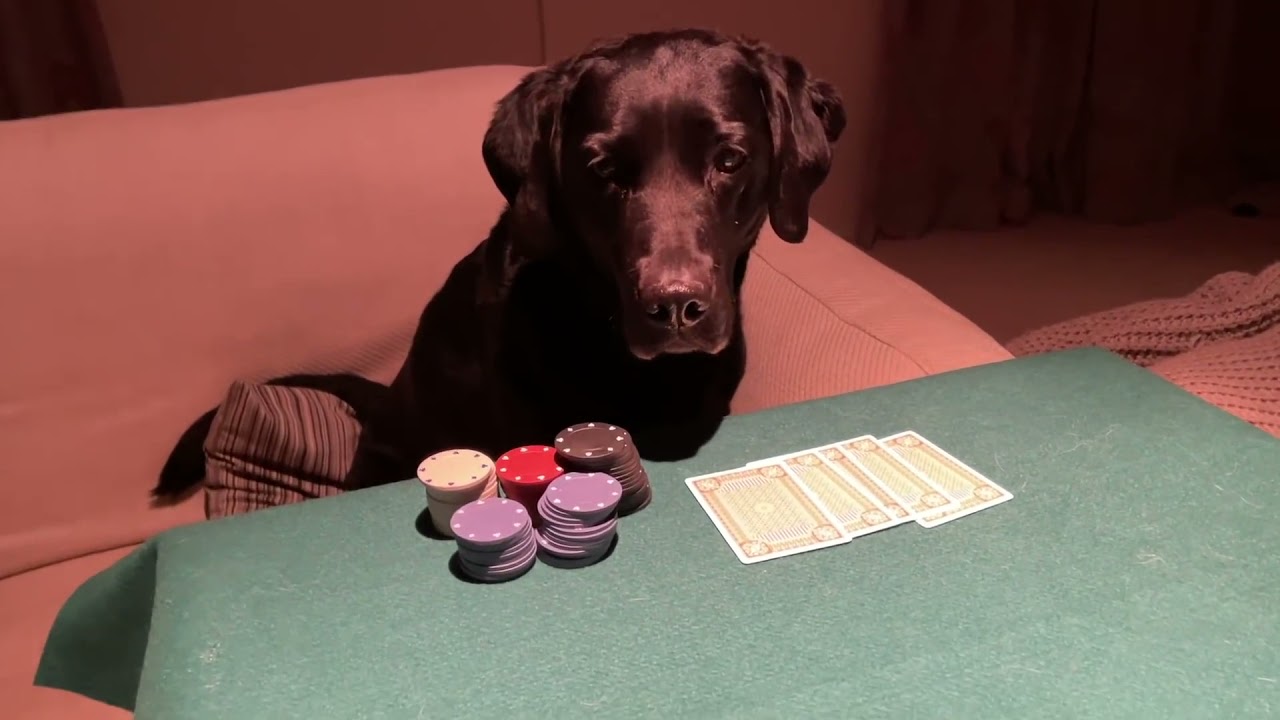 Olive and Mabel Card School (Dogs playing Poker) YouTube
