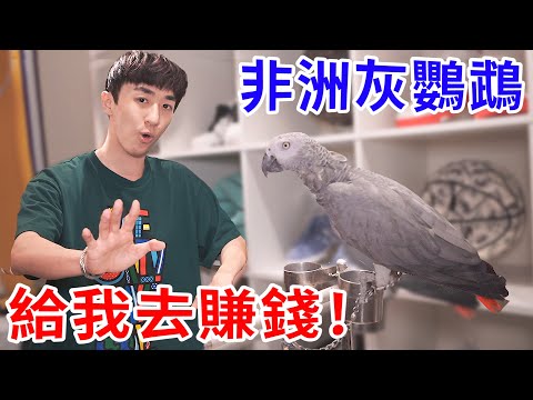 這笨鳥… 教了半年還不會說話！給我自己出去賺飼料費！【好棒Bump】【鸚鵡鍊金術】