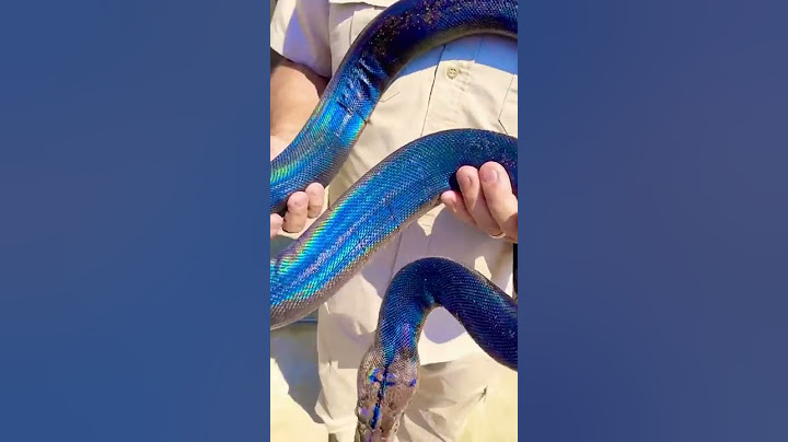 Have you ever seen more rainbow on a snake 😱