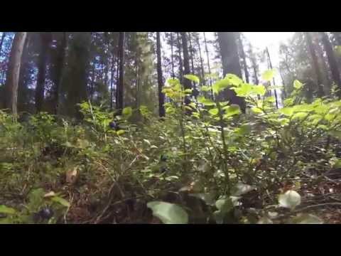 Video: So Pflücken Sie Beeren Im Wald
