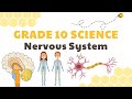 Understanding the Nervous System and Homeostasis