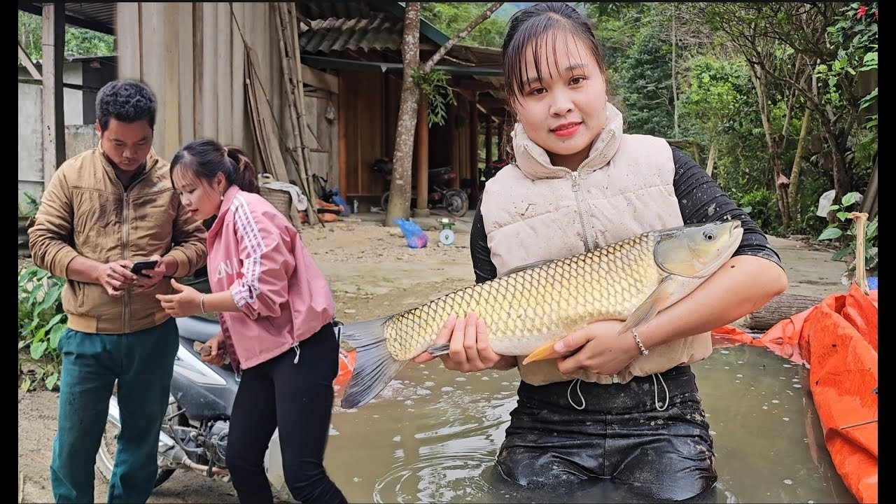 On a rainy day, a Vietnamese rural girl sets a trap to catch stream ...