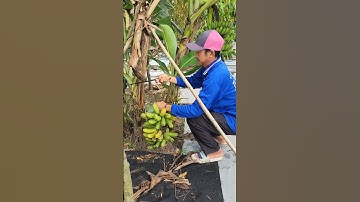 Chặt buồng chuối    #bienfarm #farming #guava