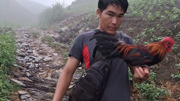 Gà rừng đi nương và cái kết sau khi cho gà ăn xong.qaib qus mus ua teb pub qaib lom zem kaws