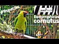 Gerettet vom Loro Parque: Hornsittich (Eunymphicus cornutus) #9species | zoos.media