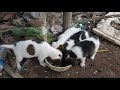 Rescue pity puppies and give good for them and change place when they lose mom dog