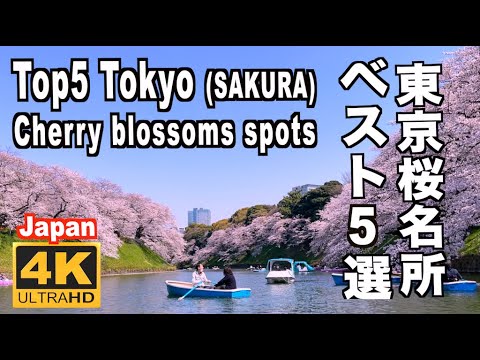 東京の桜の名所５選 5 Top cherry blossom spots in Tokyo 千鳥ヶ淵 上野公園 隅田川 新宿御苑 目黒川 東京観光 旅行 花見 満開 sakura Ueno