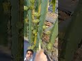 #fruit #farming #agriculture #food #satisfying @SmilingKnittingYarn-nm5jn