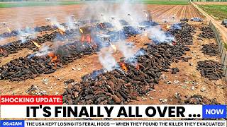 The USA Kept Losing Its Feral Hogs — When They Found The Killer They Evacuated!