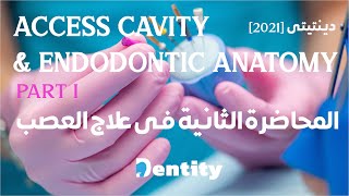 المحاضرة الثانية في علاج العصب  | Access Cavity and Endodontic Anatomy