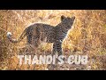 Thandi's cub is alive and well!