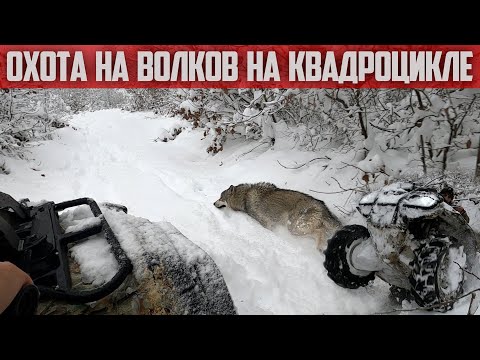 Большая охота на квадроцикле !!! Охота на волков / Волк / Волкособ / Питбуль / Питбули в снегу.