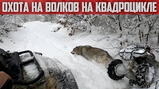 Большая охота на квадроцикле !!! Охота на волков / Волк / Волкособ / Питбуль / Питбули в снегу.