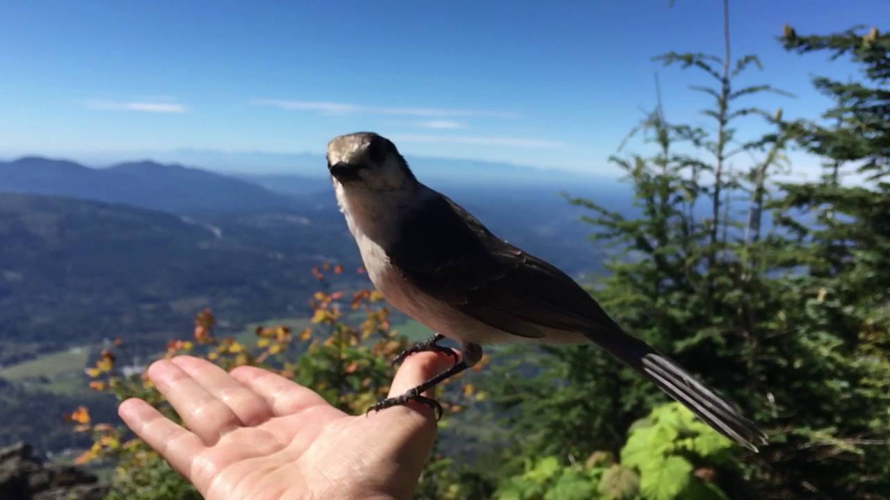 Slo-mo Camp Robber bird atop Mt. Si - YouTube