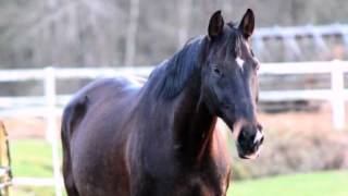 Hannoveraner In Rehden