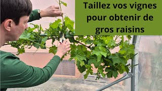 Taillez vos vignes pour obtenir de gros raisins