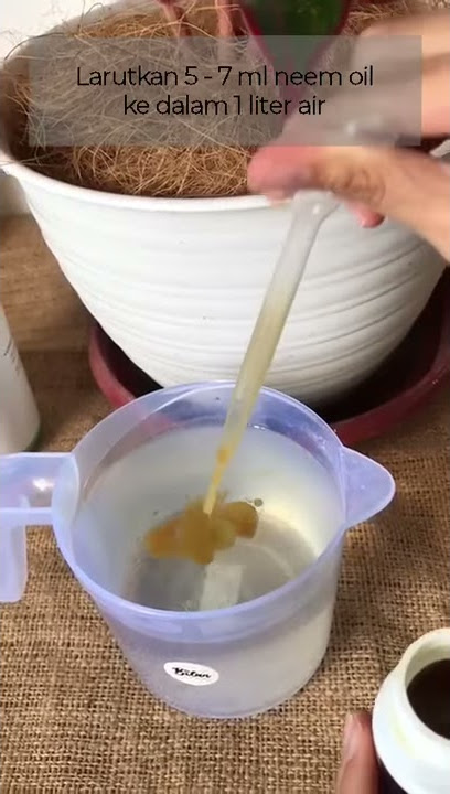 Cara Menggunakan Pestisida Nabati Neem Oil, Basmi Hama Secara Alami
